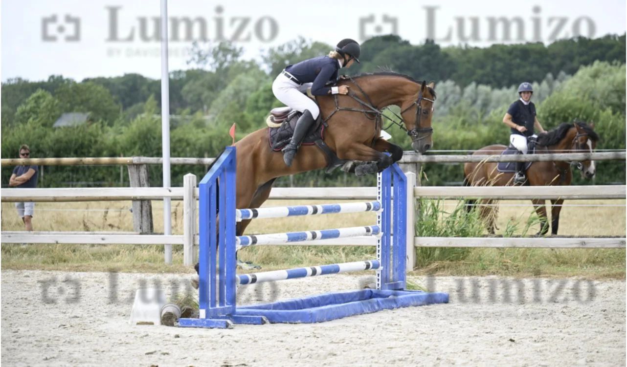 zangersheide springpaard merrie 7 Jahre alt bruin zu verkaufen - Foto 4