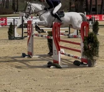 eventingpaard ruin 12 years old for sale - Photo 3