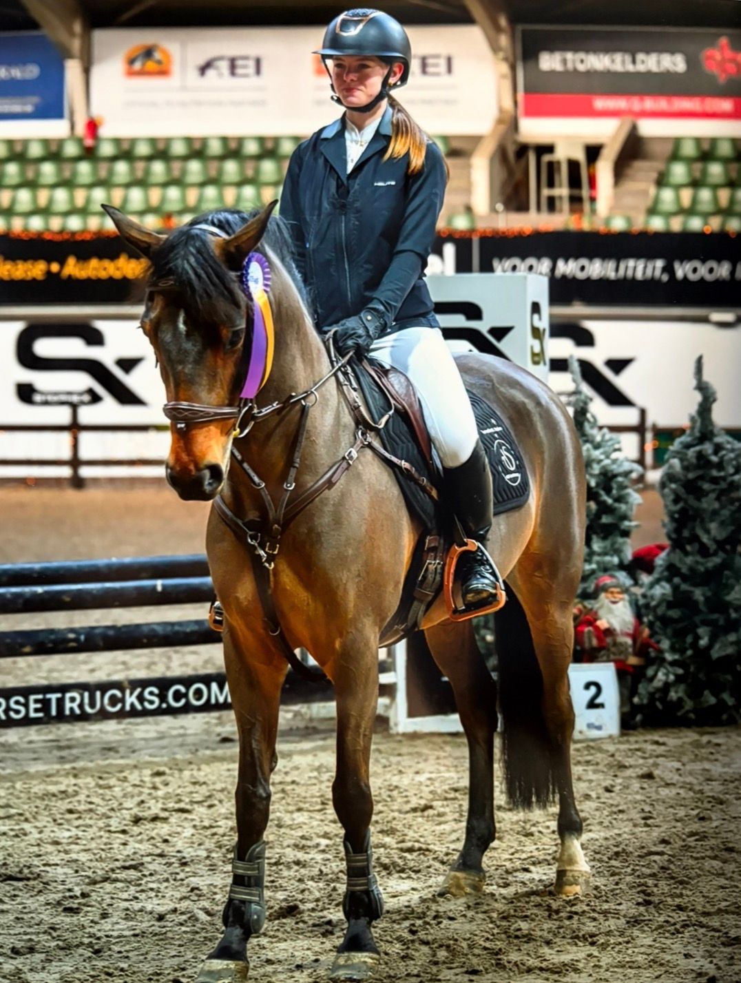 show jumping pony with nice breeding