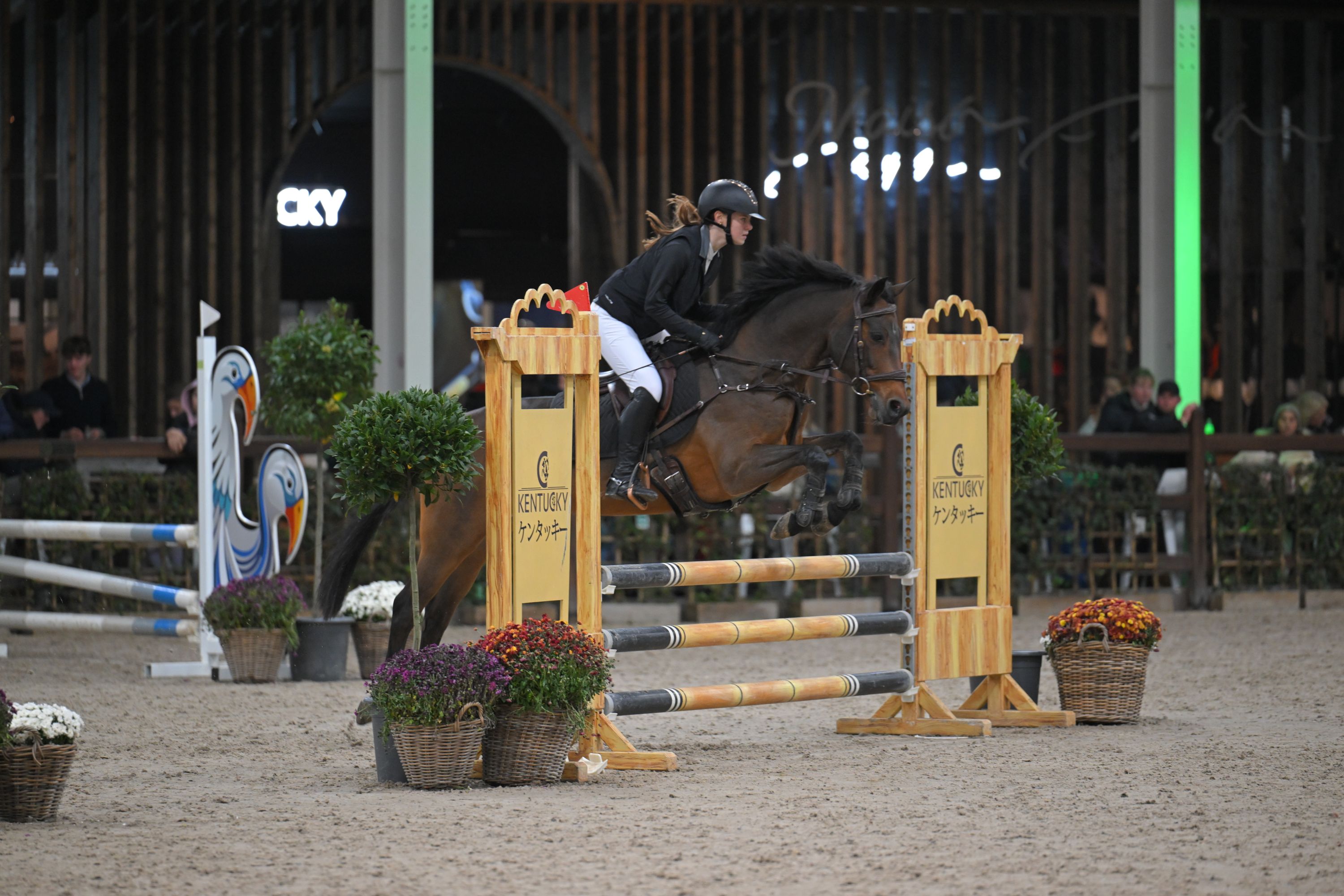 bwp springpony ruin 16 years old donkerbruin for sale - Photo 3