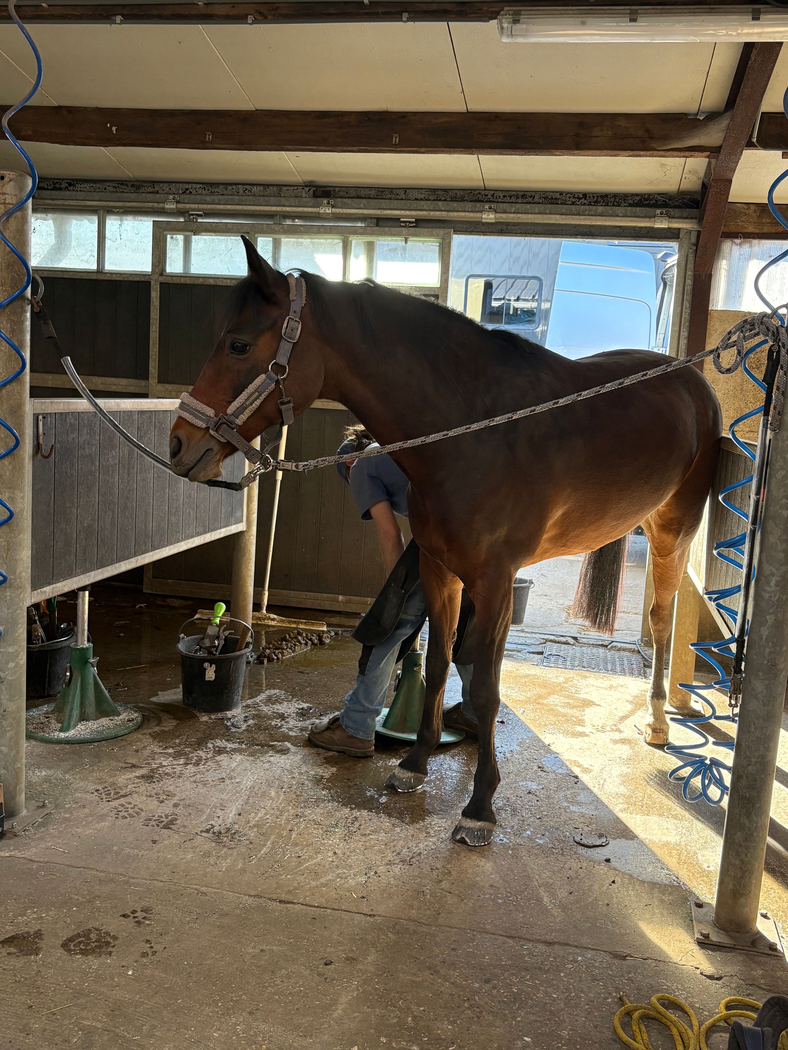 bwp springpony ruin 16 years old donkerbruin for sale - Photo 4