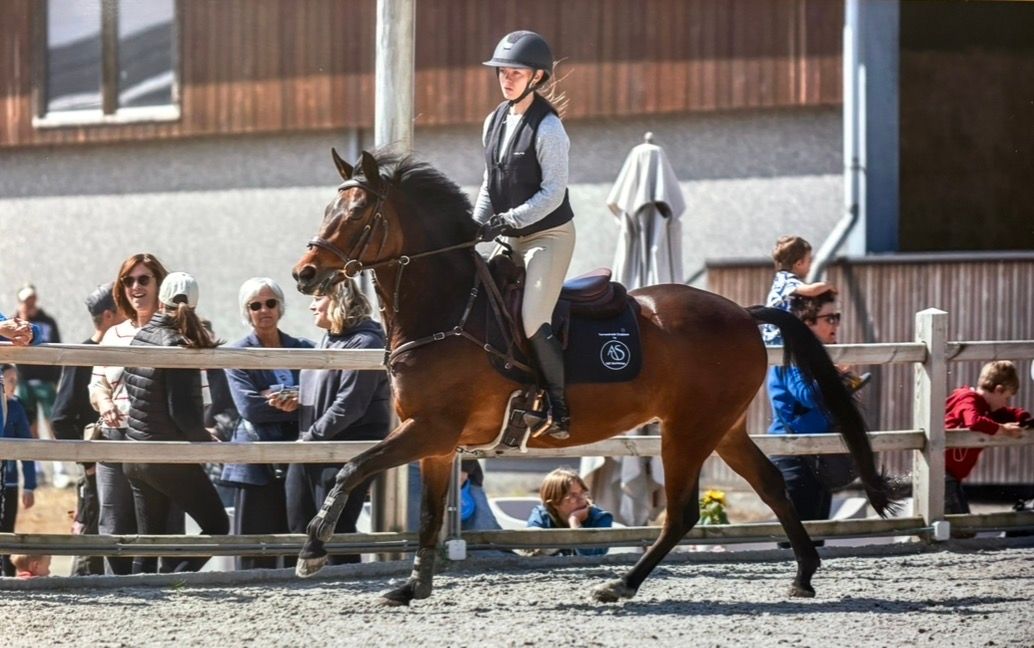 bwp springpony ruin 16 years old donkerbruin for sale - Photo 2