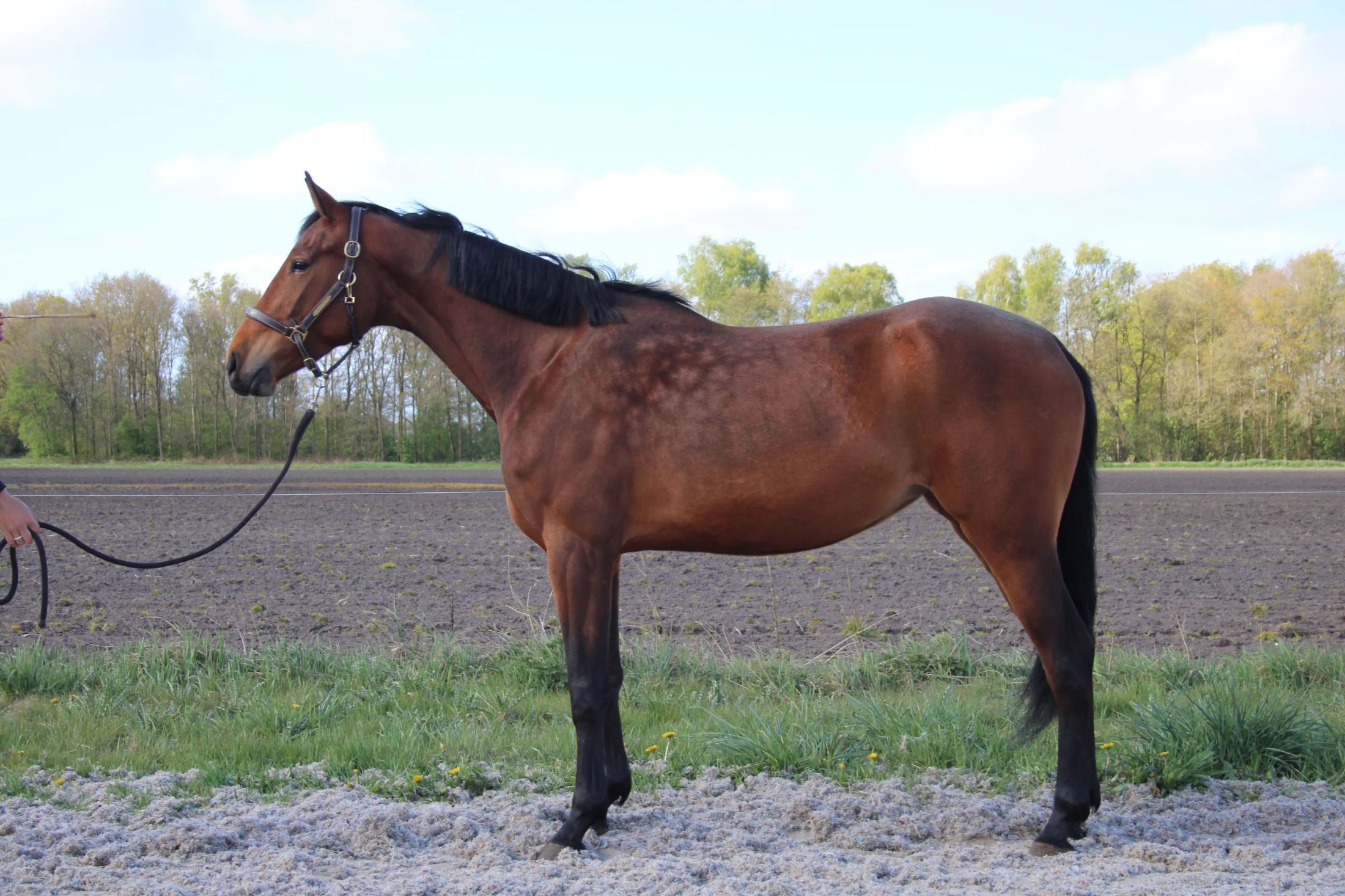 Zangersheide springpaard Merrie 4 years old bruin for sale - Main photo
