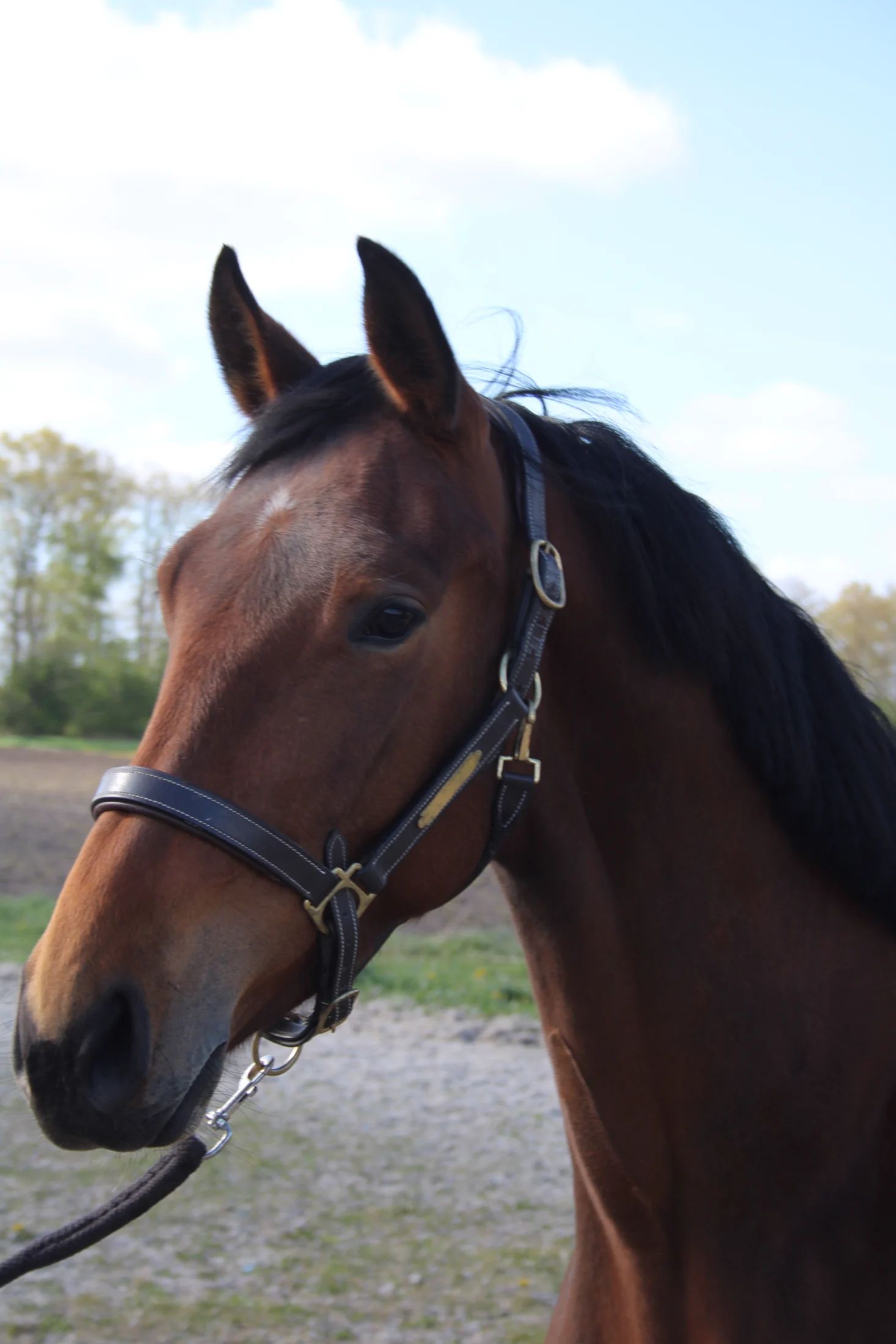 Zangersheide springpaard Merrie 4 years old bruin for sale - Photo 3
