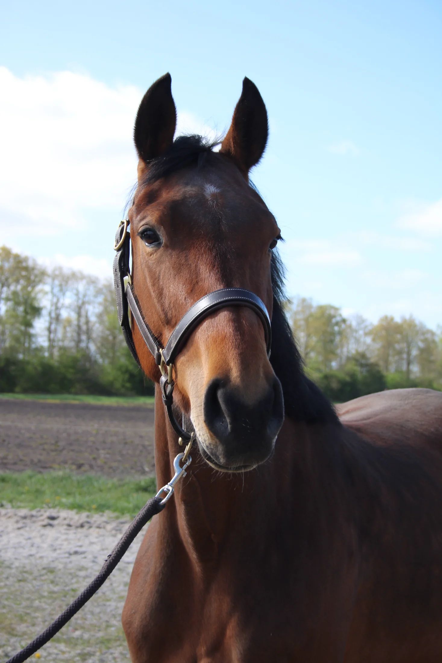 Zangersheide springpaard Merrie 4 years old bruin for sale - Photo 2