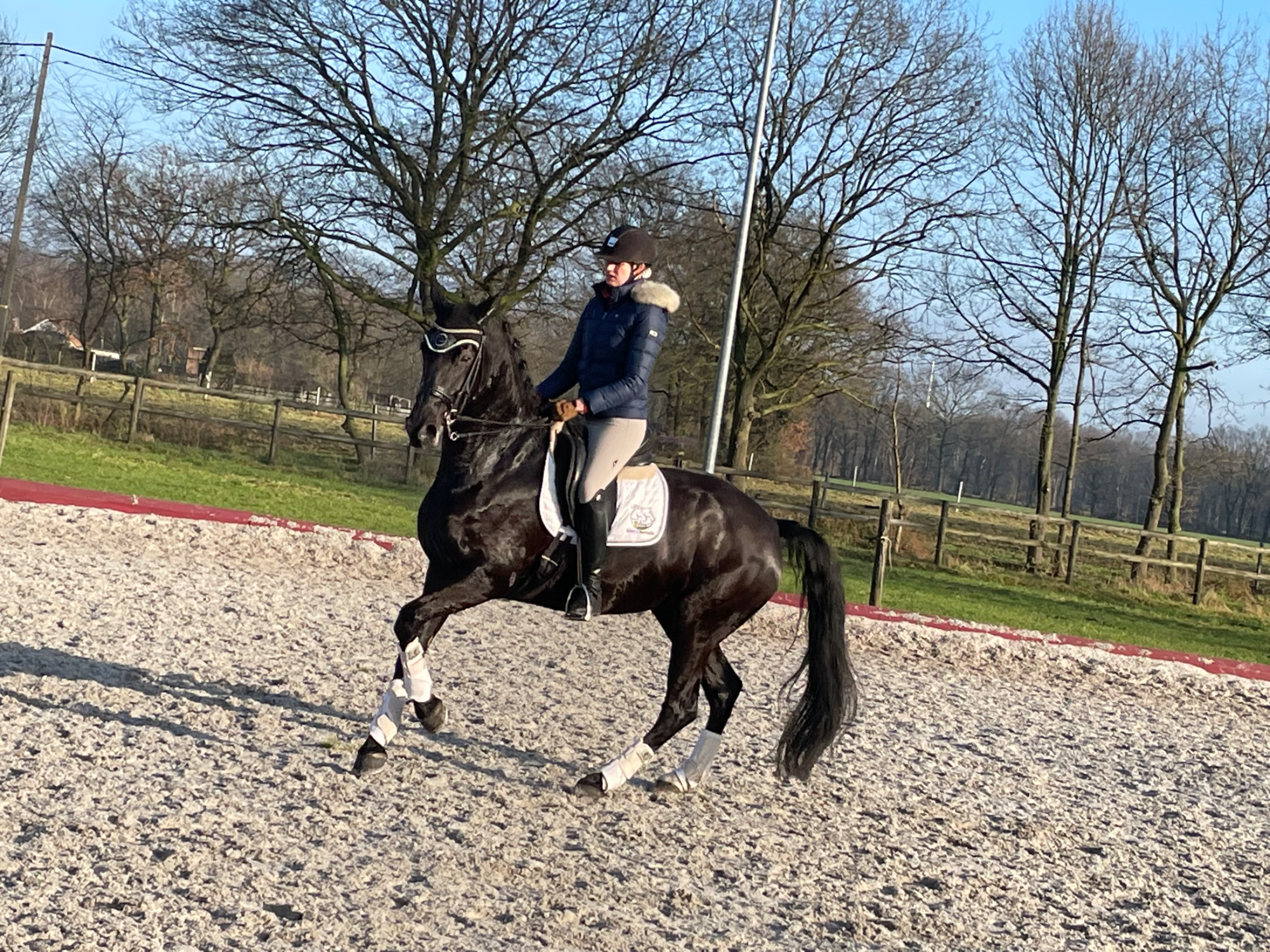 bwp dressuurpaard merrie 12 years old zwart for sale - Photo 3
