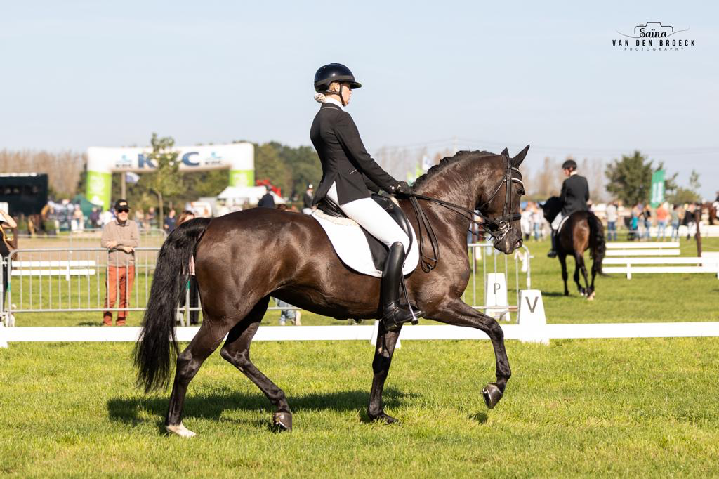 bwp dressuurpaard merrie 12 years old zwart for sale - Photo 5