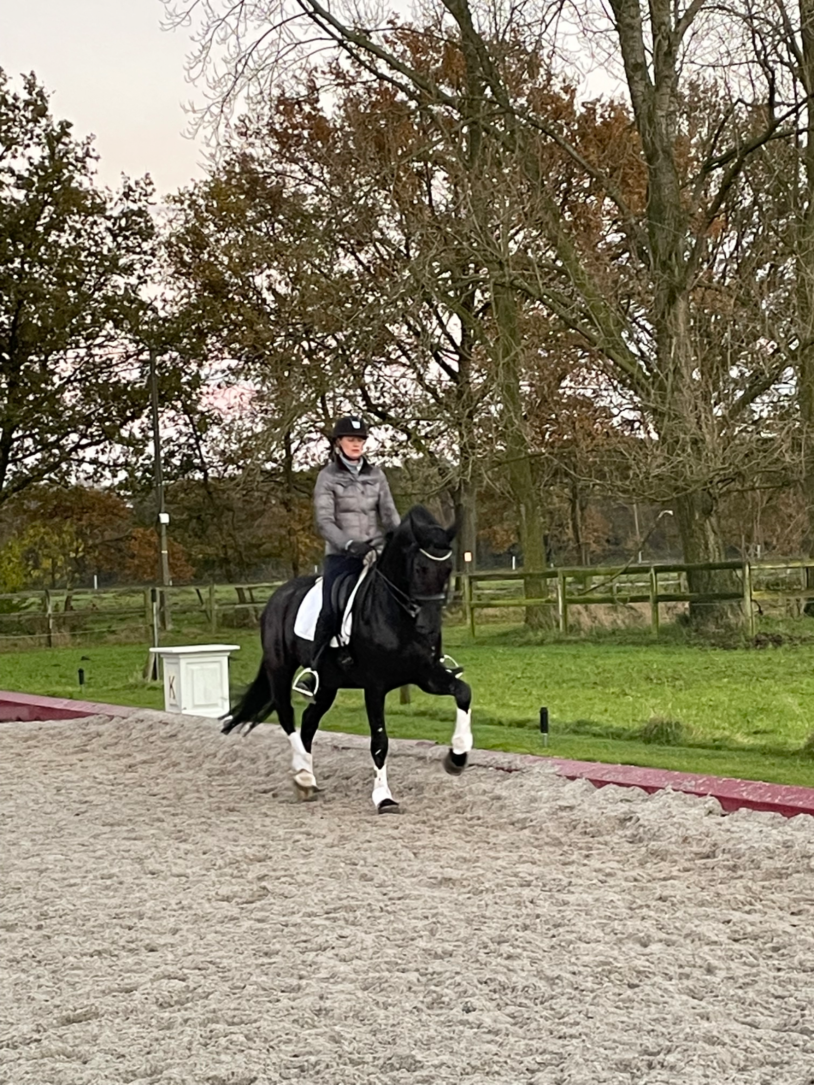 bwp dressuurpaard merrie 12 years old zwart for sale - Photo 6