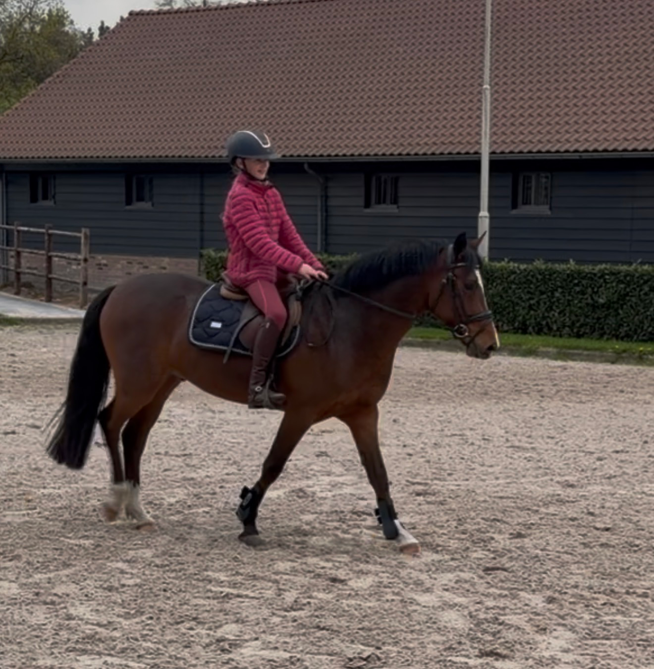 new-forest allround-pony ruin 5 years old donkerbruin for sale - Photo 2