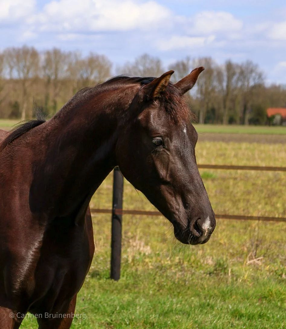 kwpn dressuurpaard merrie 2 år zwart till salu - Foto 2
