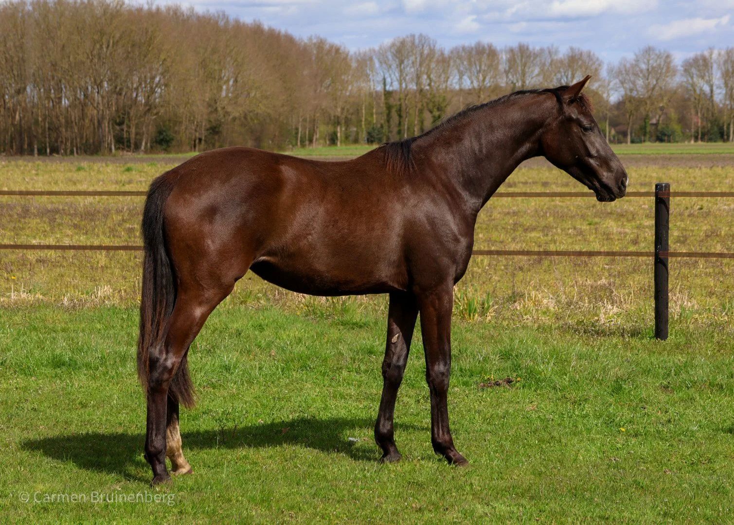 kwpn dressuurpaard merrie 2 år zwart till salu - Foto 4