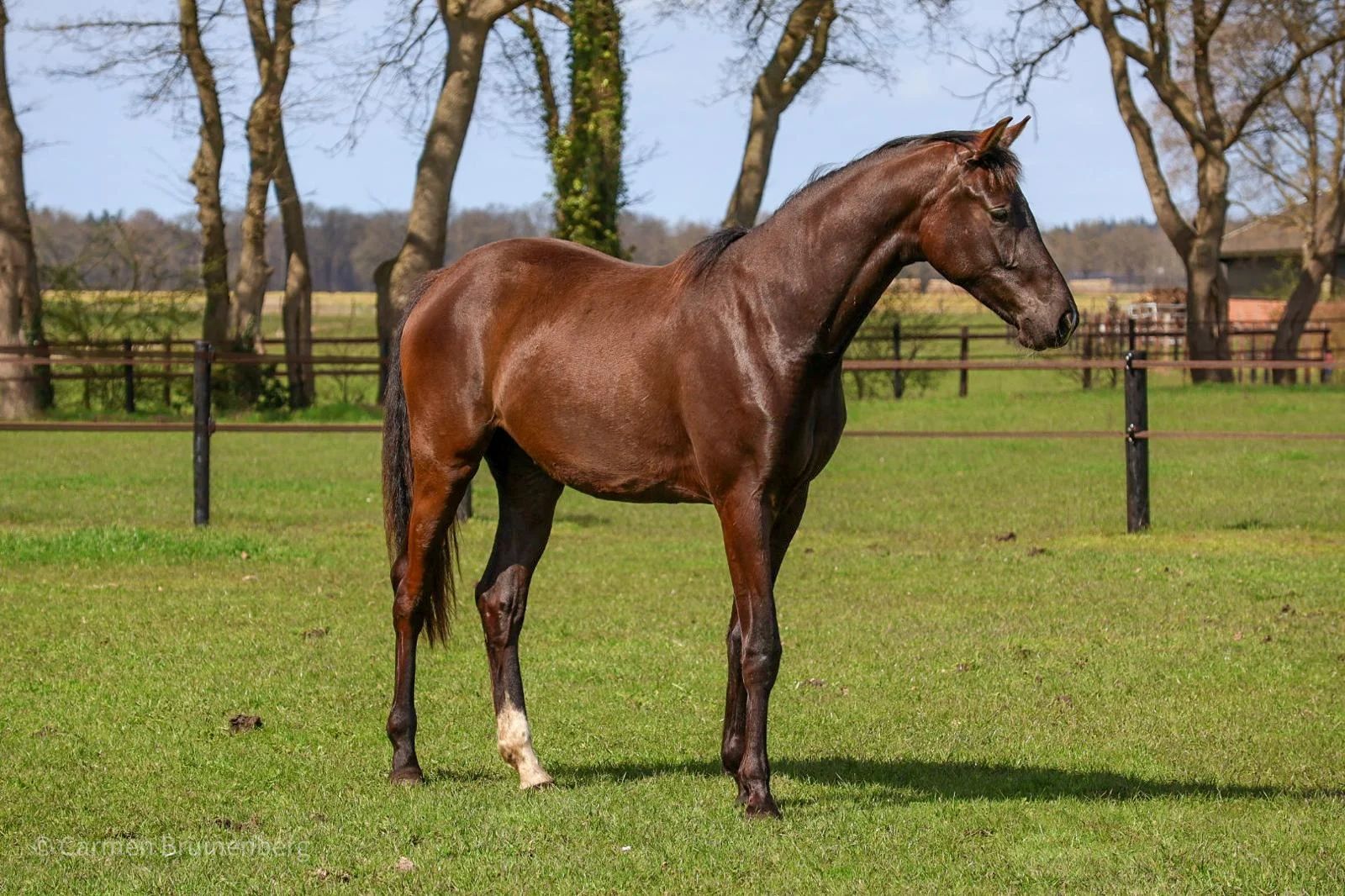 kwpn dressuurpaard merrie 2 år zwart till salu - Foto 5