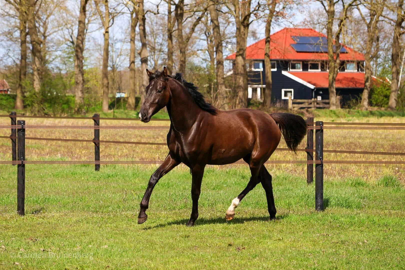 kwpn dressuurpaard merrie 2 år zwart till salu - Foto 3