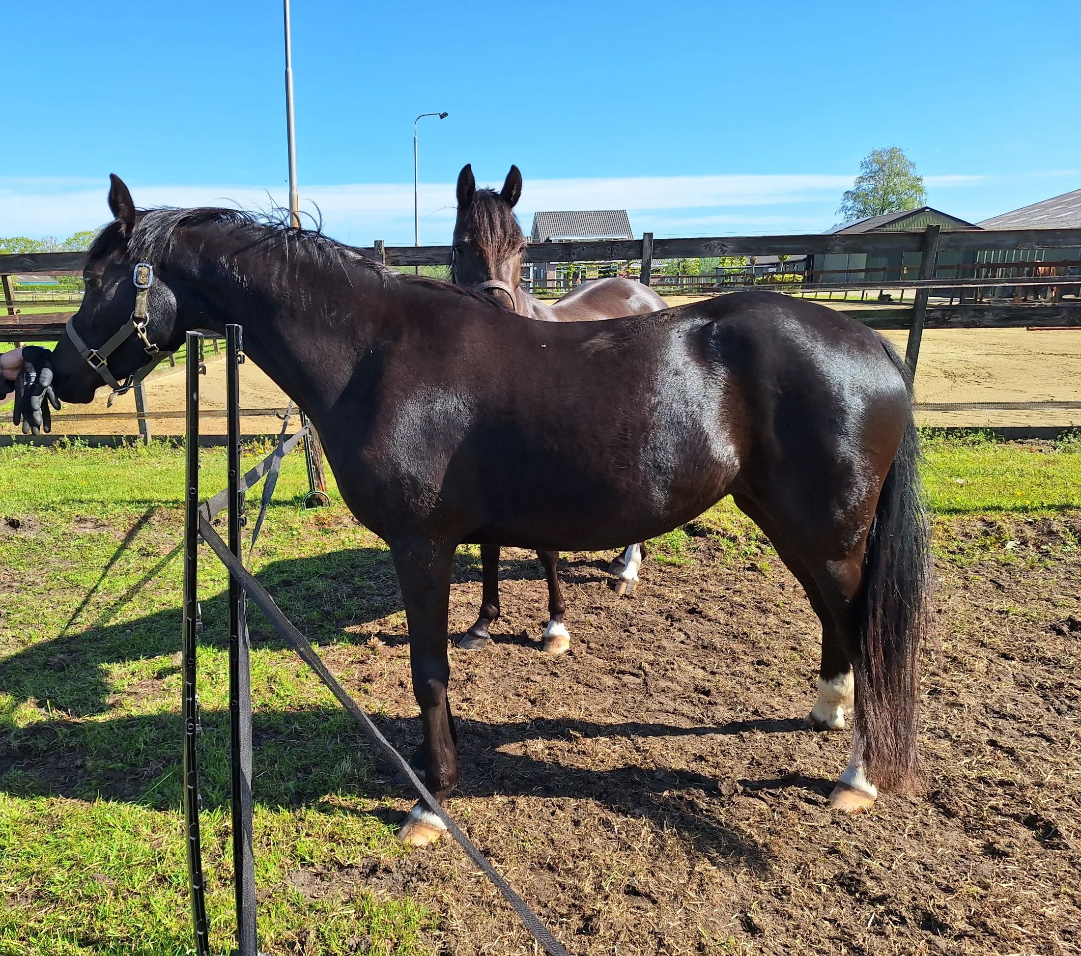 welsh dressuurpony merrie 3 años zwart en venta - Foto 3