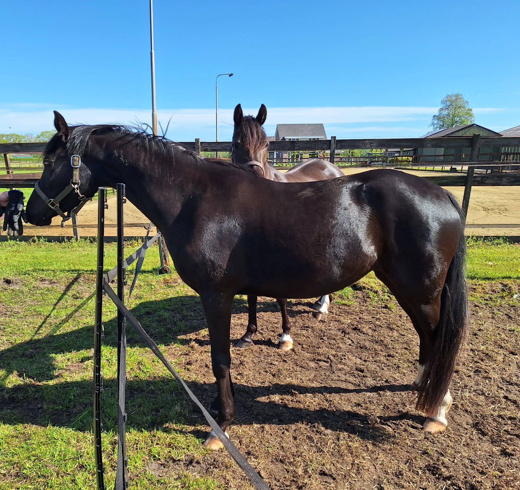 welsh dressuurpony merrie 3 años zwart en venta - Foto 5