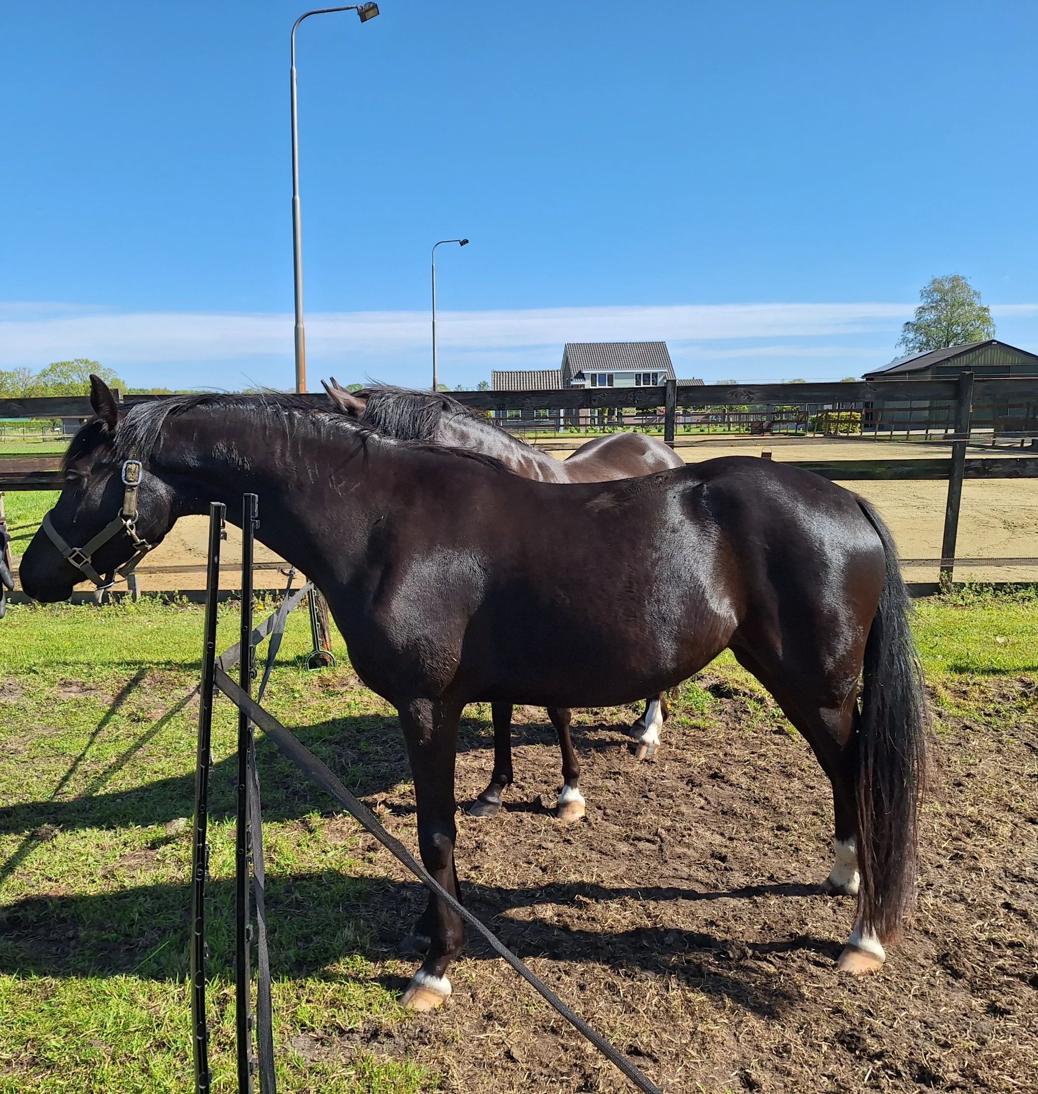 welsh dressuurpony merrie 3 años zwart en venta - Foto principal
