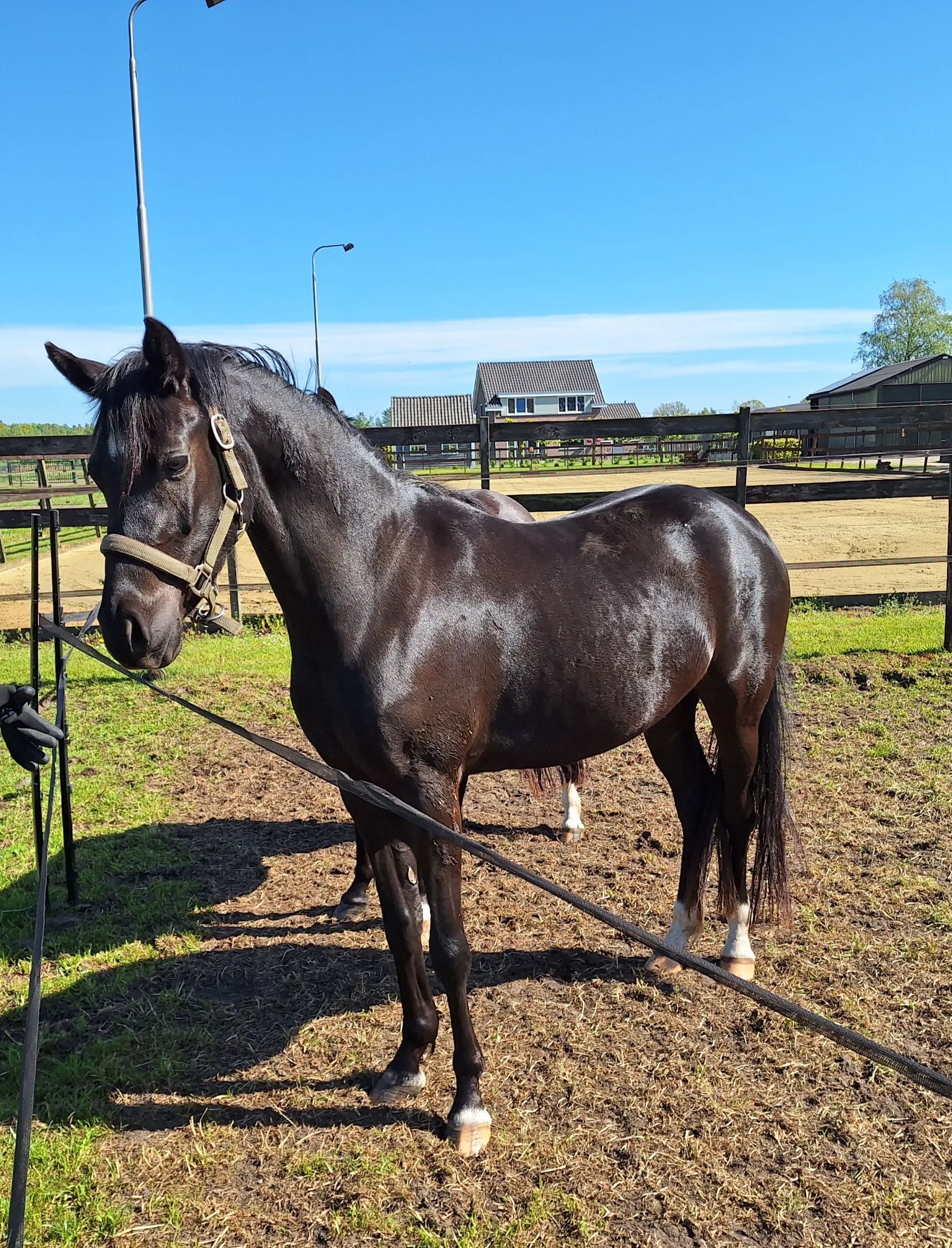 welsh dressuurpony merrie 3 años zwart en venta - Foto 2