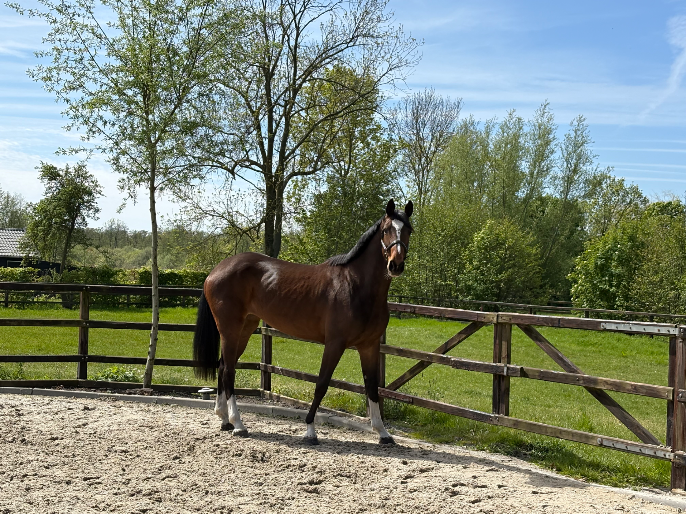 4-year-old mare Chatineu - Photo 4