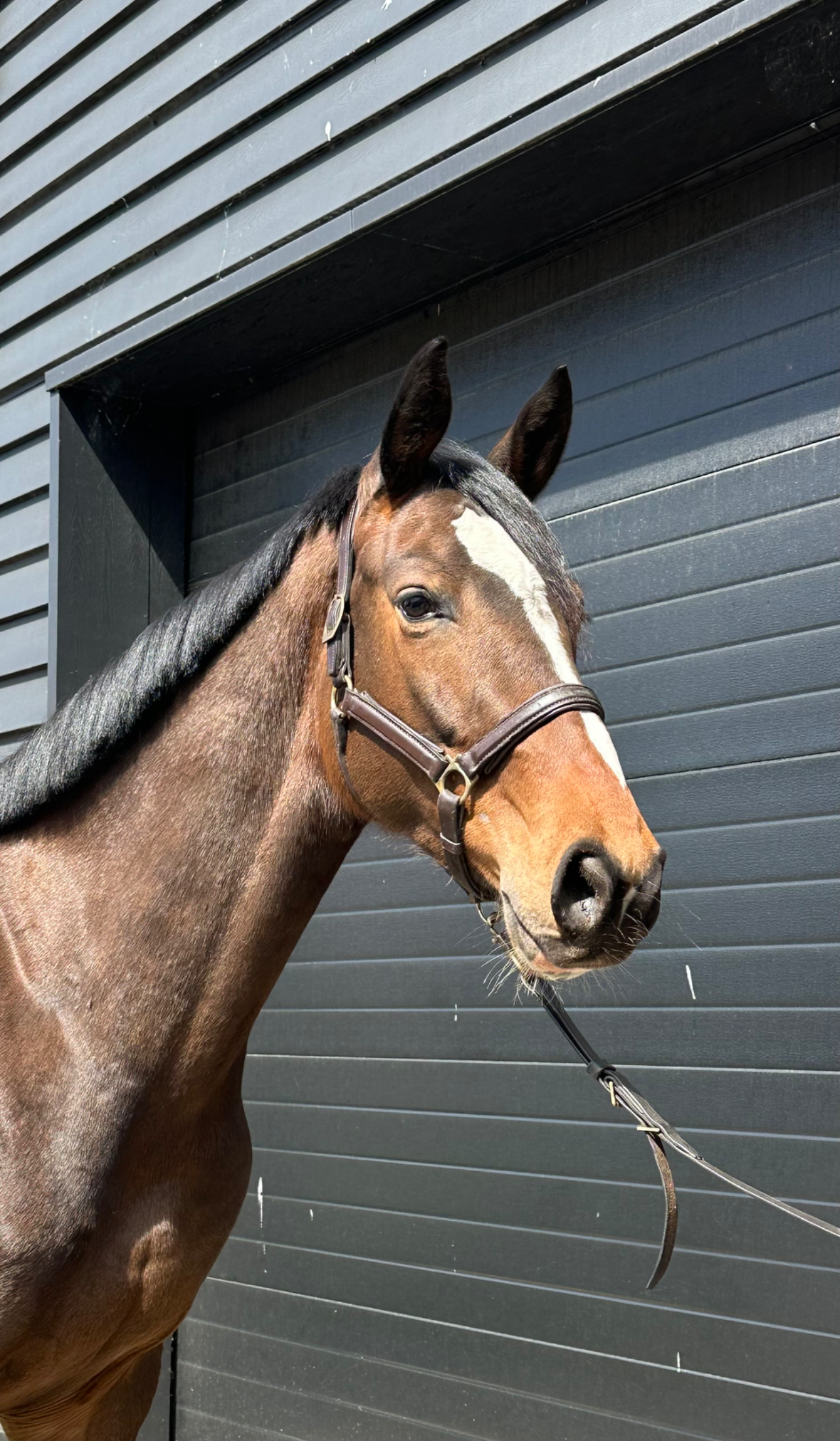4-year-old mare Chatineu - Photo 2