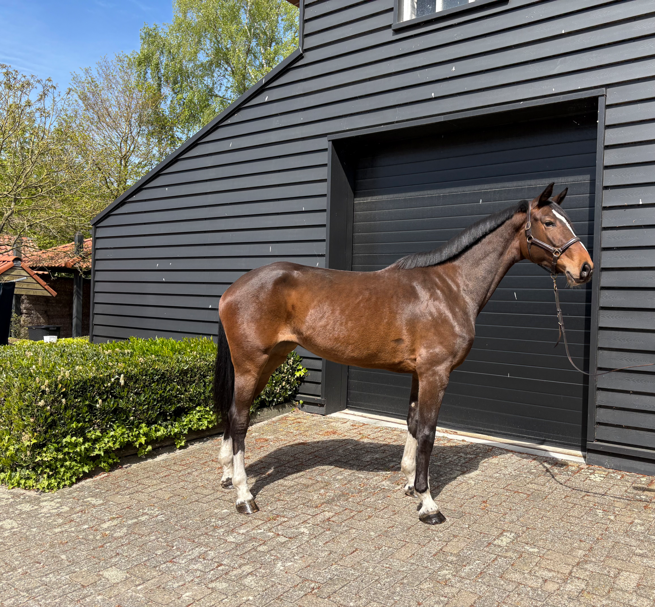 4-year-old mare Chatineu - Photo 3