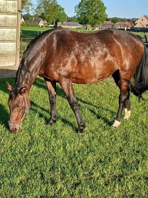 BWP broodmare 13 years – top performance line (Reduced price!)