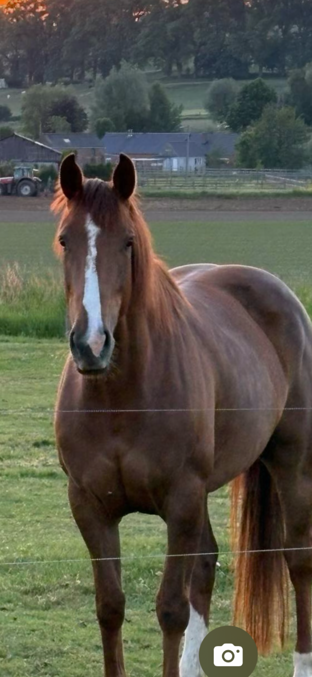 irish recreatie-paard merrie 6 years old vos for sale - Main photo