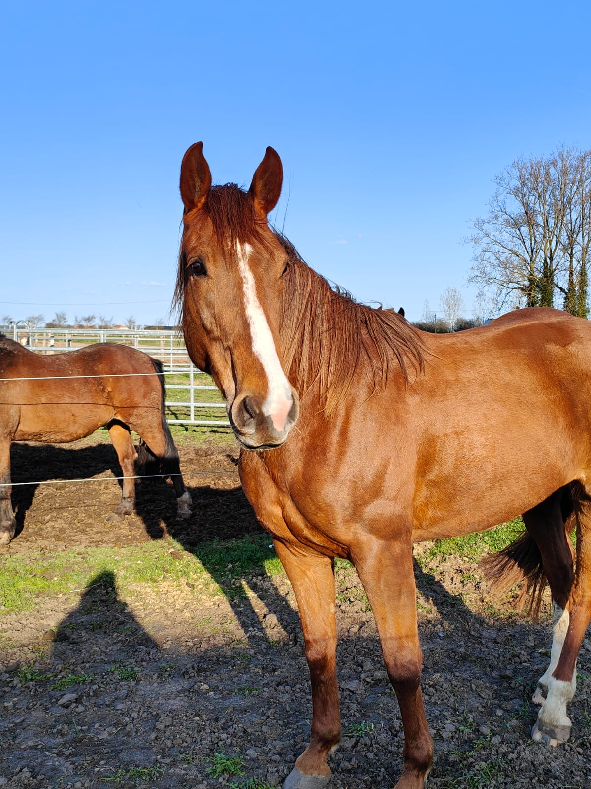 irish recreatie-paard merrie 6 years old vos for sale - Photo 2