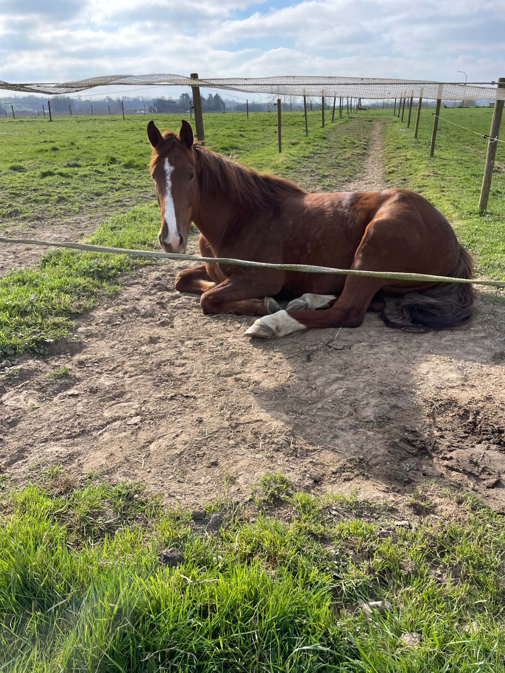 irish recreatie-paard merrie 6 years old vos for sale - Photo 4