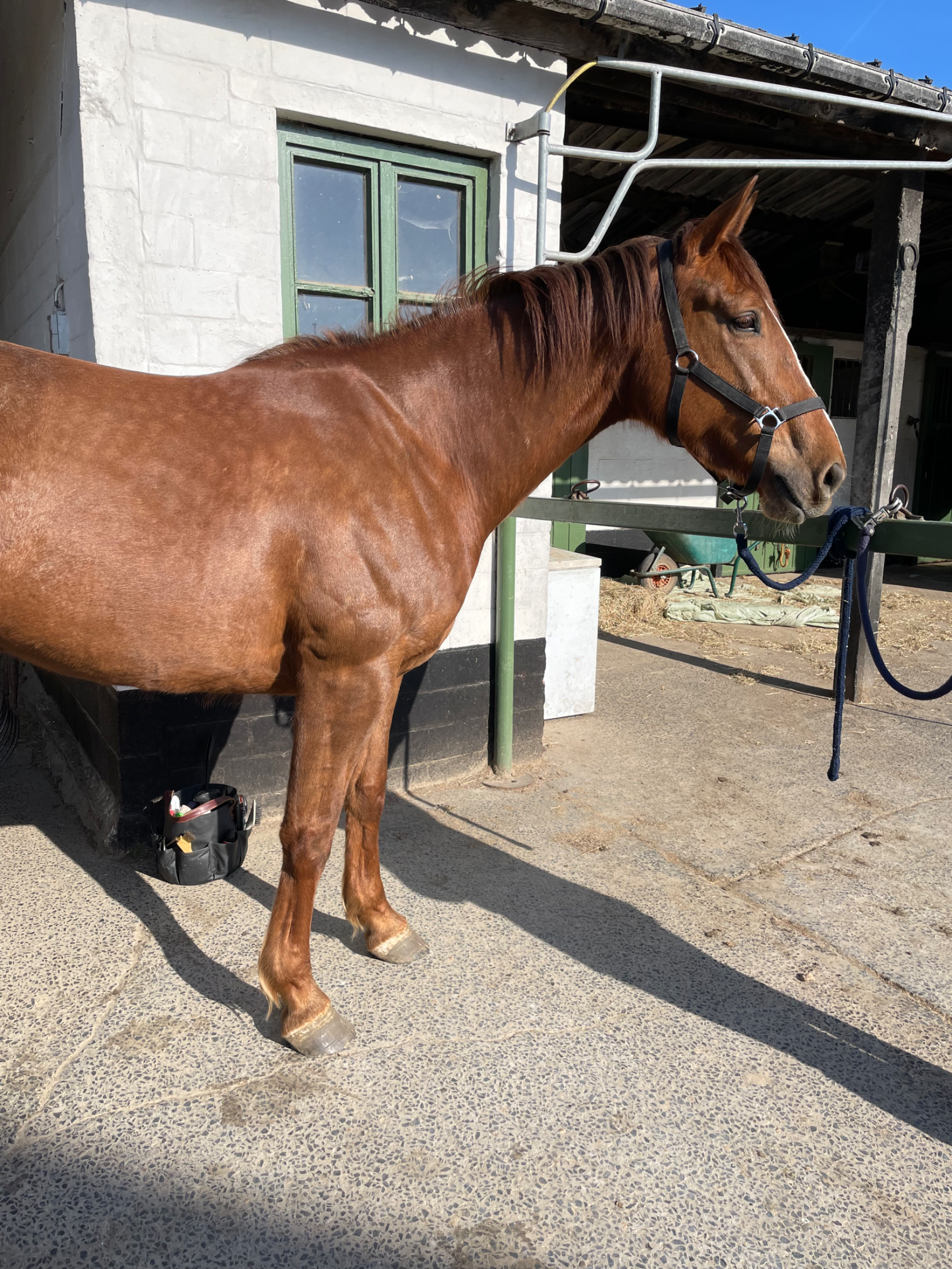 irish recreatie-paard merrie 6 years old vos for sale - Photo 3