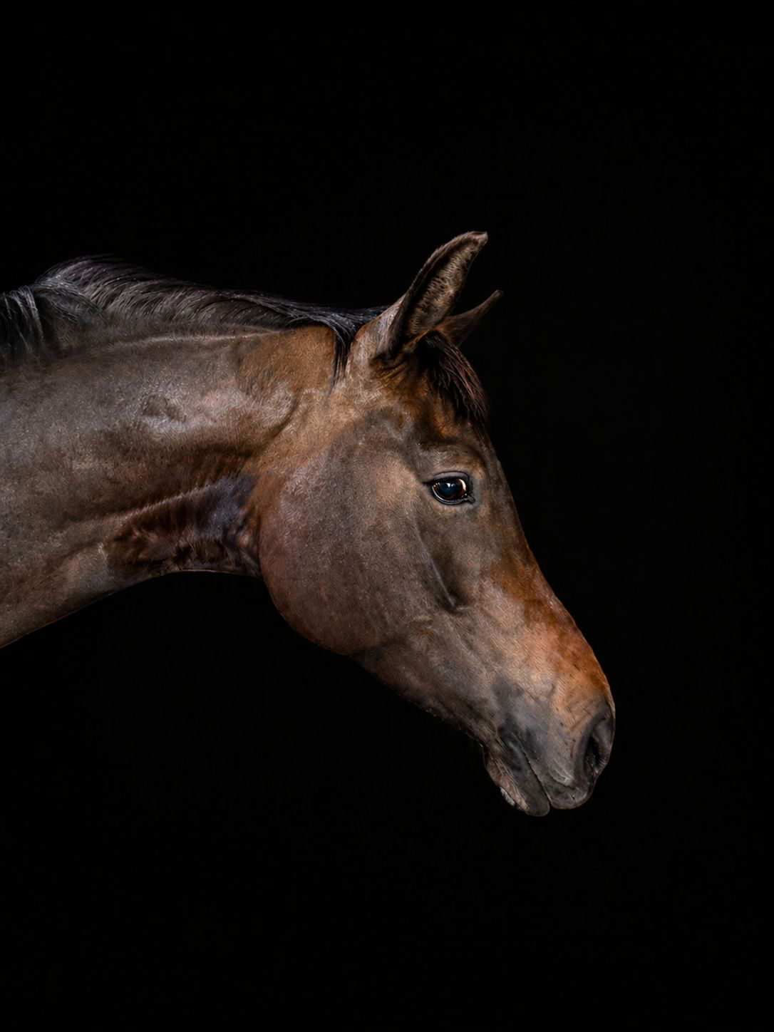kwpn dressuurpaard merrie 4 years old donkerbruin for sale - Photo 2