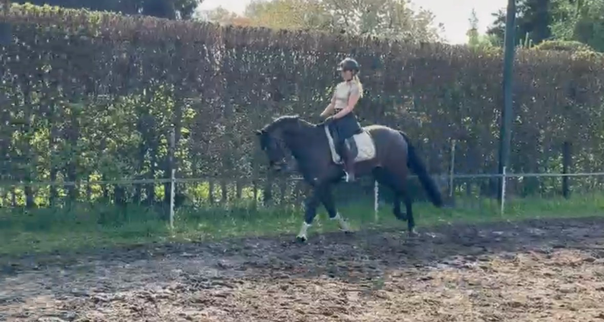 kwpn dressuurpaard merrie 4 years old donkerbruin for sale - Photo 3
