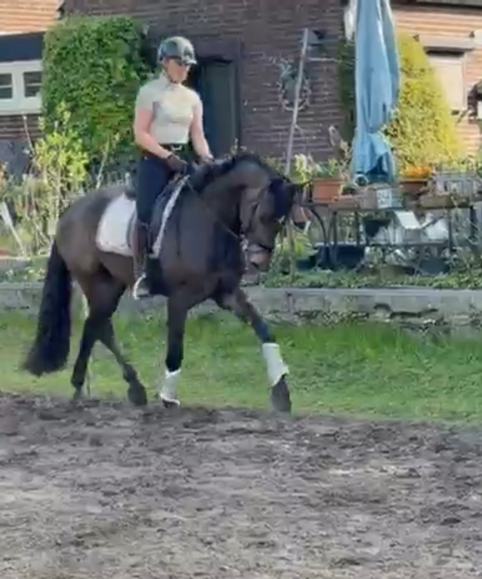 kwpn dressuurpaard merrie 4 years old donkerbruin for sale - Photo 5