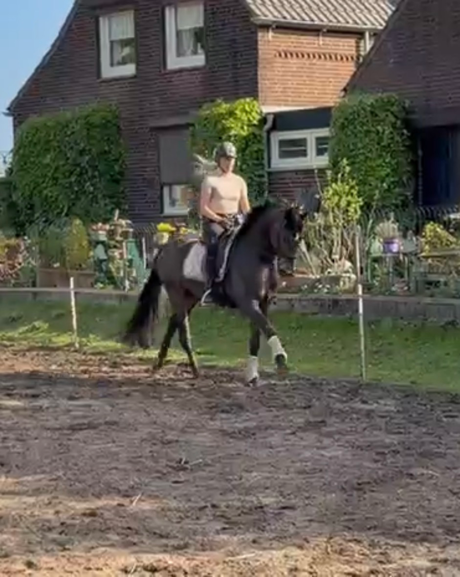 kwpn dressuurpaard merrie 4 years old donkerbruin for sale - Photo 4
