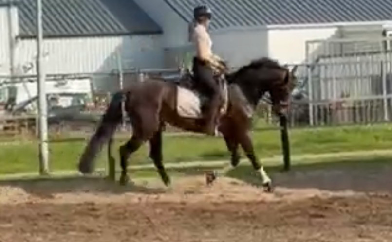 kwpn dressuurpaard merrie 4 years old donkerbruin for sale - Photo 6