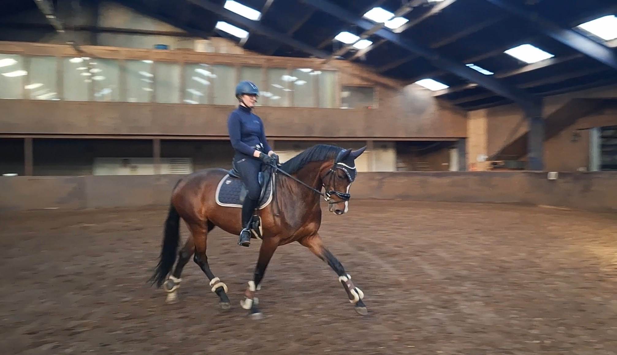 kwpn dressuurpaard merrie 5 años donkerbruin en venta - Foto 5
