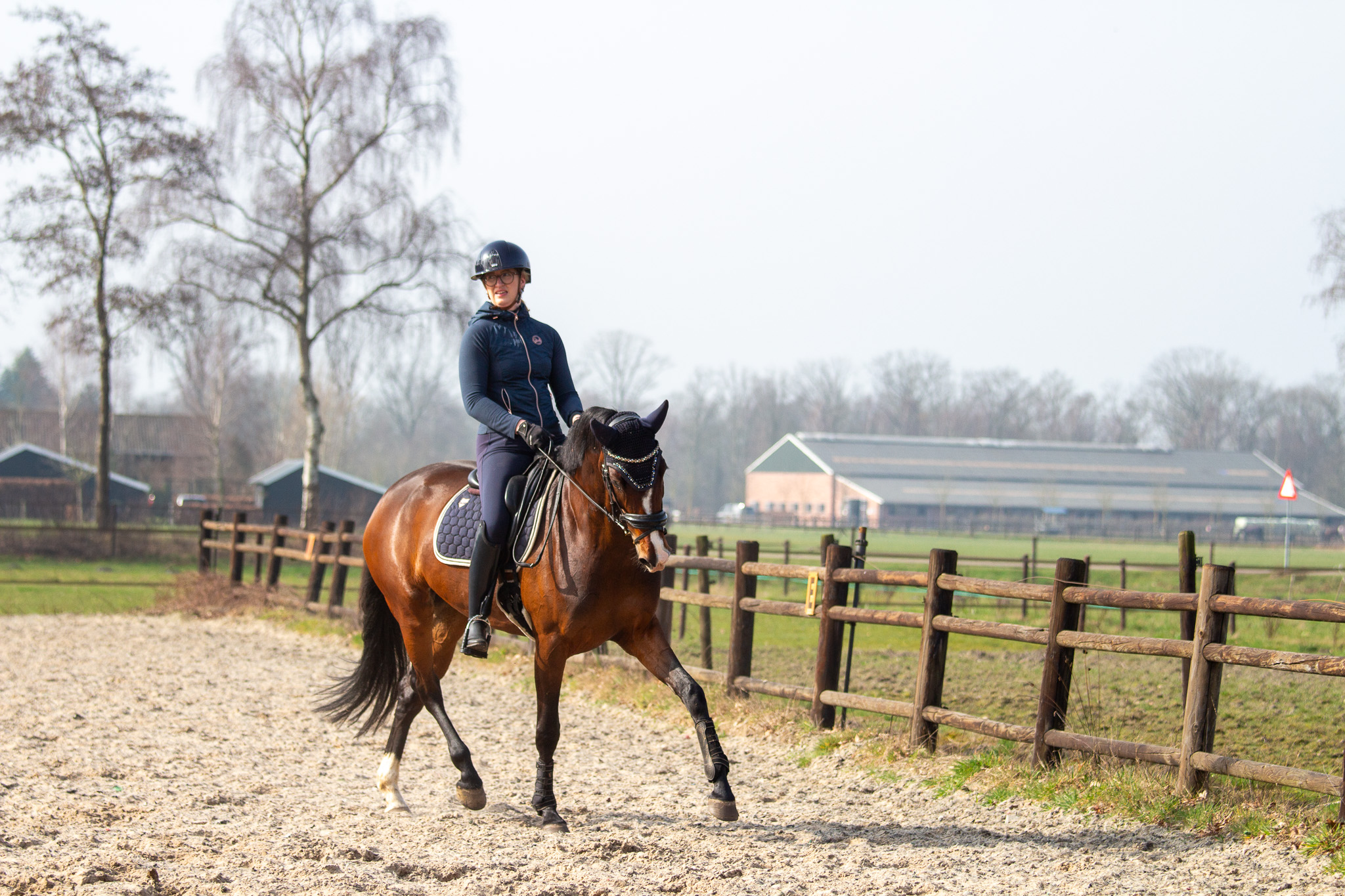 kwpn dressuurpaard merrie 5 años donkerbruin en venta - Foto 6