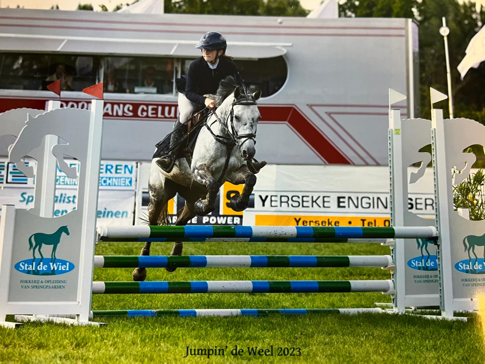 nrps springpony merrie 15 jaar schimmel te koop - Foto 2