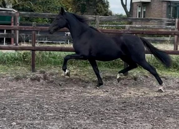 kwpn dressuurpaard merrie 3 Jahre alt zwart zu verkaufen - Foto 2