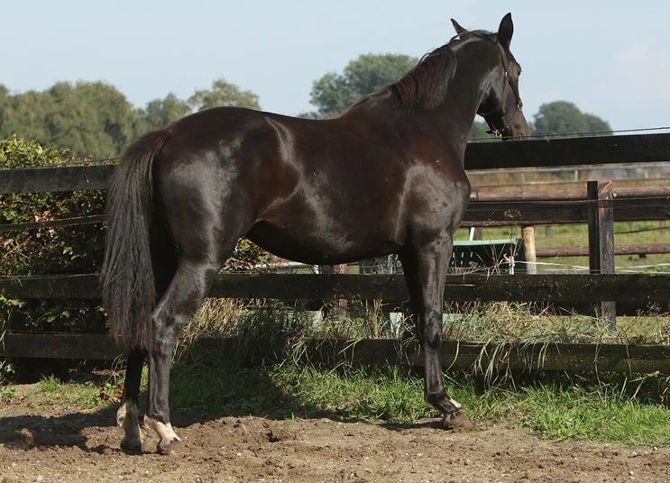 kwpn dressuurpaard merrie 3 Jahre alt zwart zu verkaufen - Foto 3