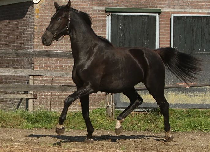 kwpn dressuurpaard merrie 3 Jahre alt zwart zu verkaufen - Foto 4