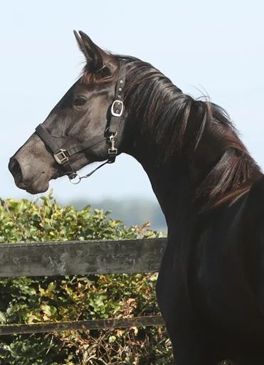 kwpn dressuurpaard merrie 3 Jahre alt zwart zu verkaufen - Foto 5