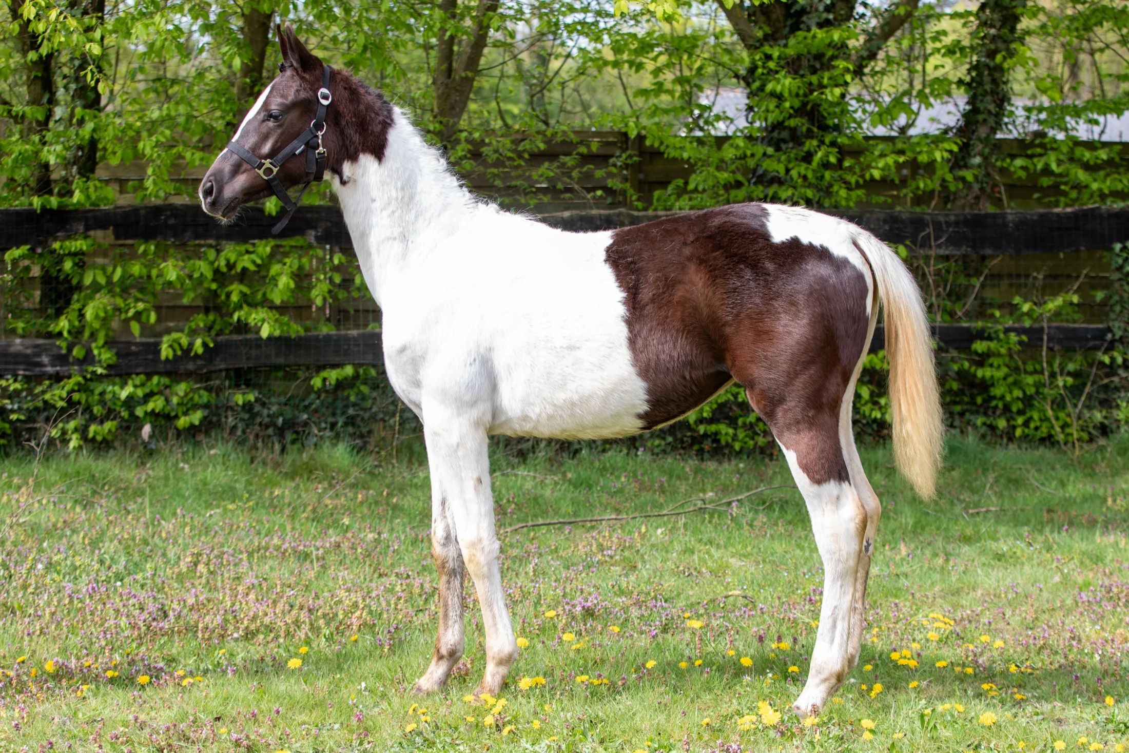 とても男前で甘えん坊な芦星毛牝馬