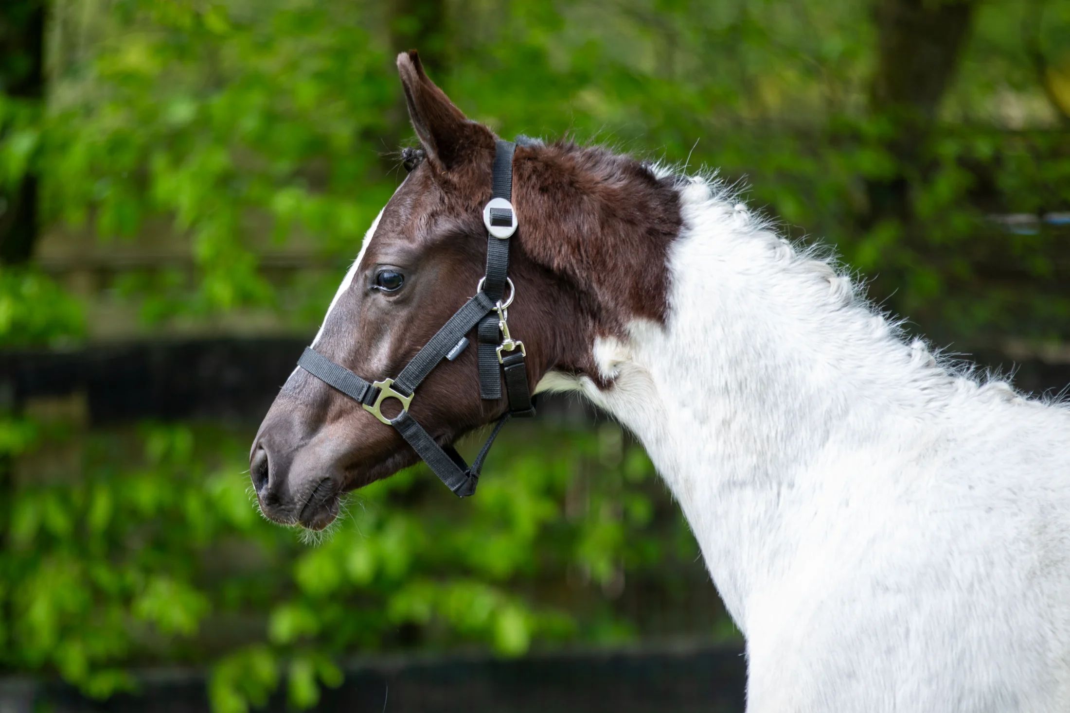 kwpn dressuurpaard merrie 1 歳 andere-kleur 売り出し中 - 写真 2