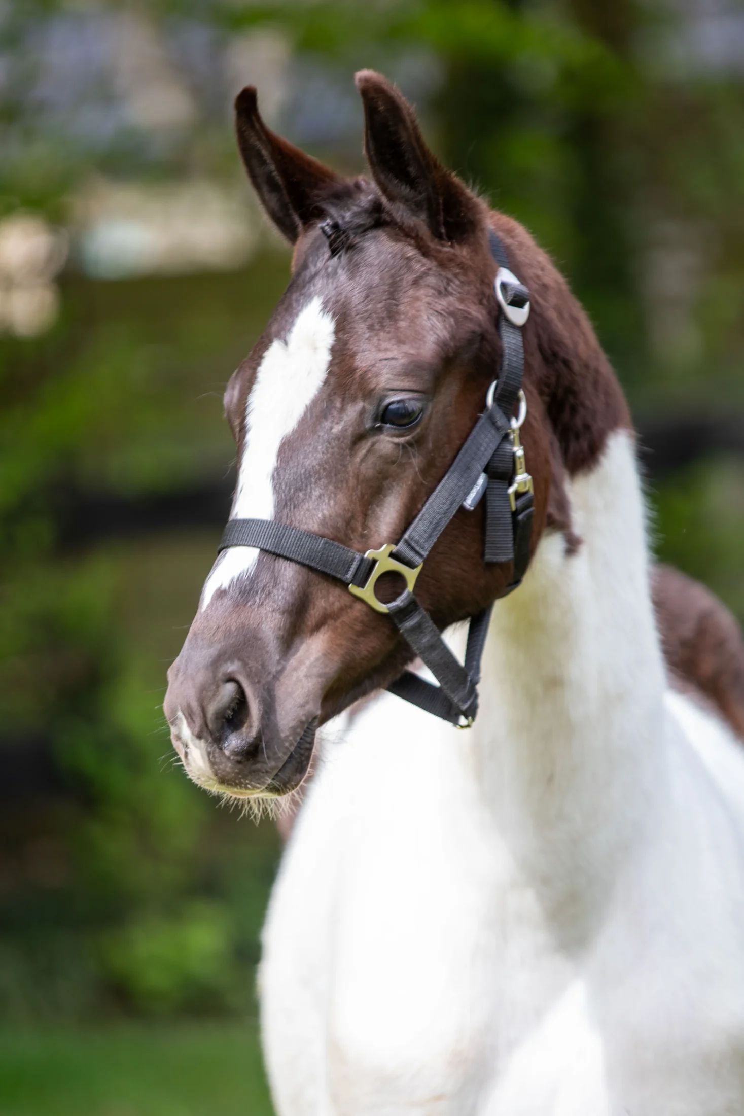 kwpn dressuurpaard merrie 1 歳 andere-kleur 売り出し中 - 写真 4