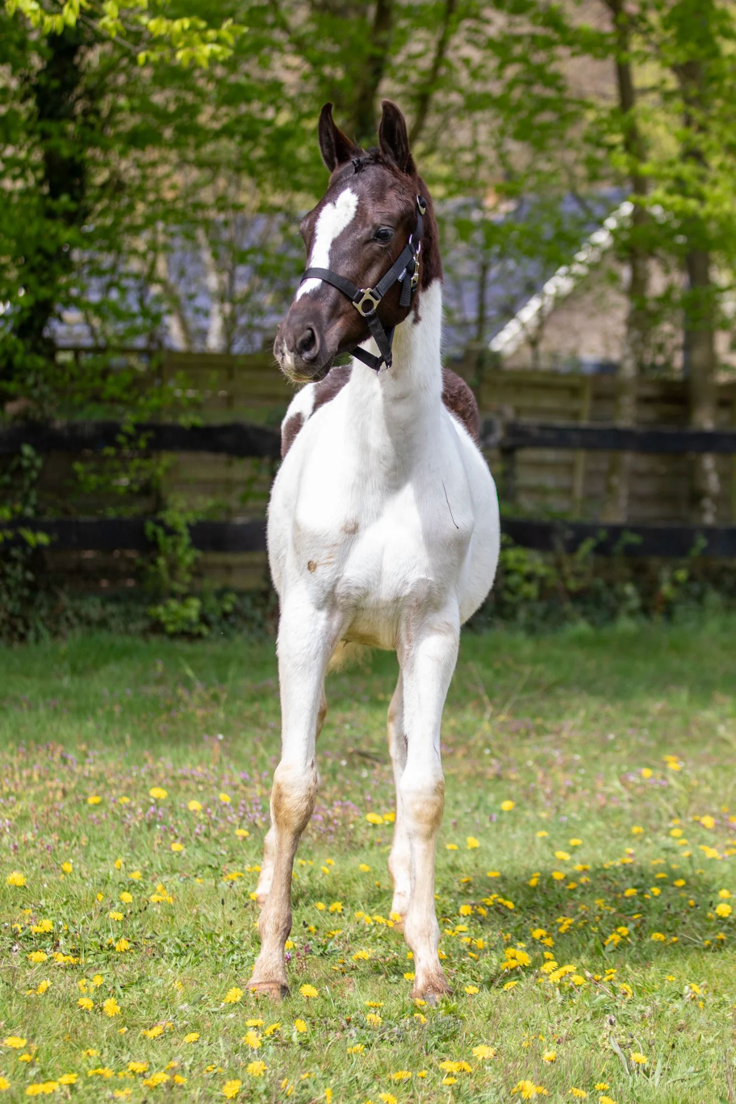kwpn dressuurpaard merrie 1 歳 andere-kleur 売り出し中 - 写真 3