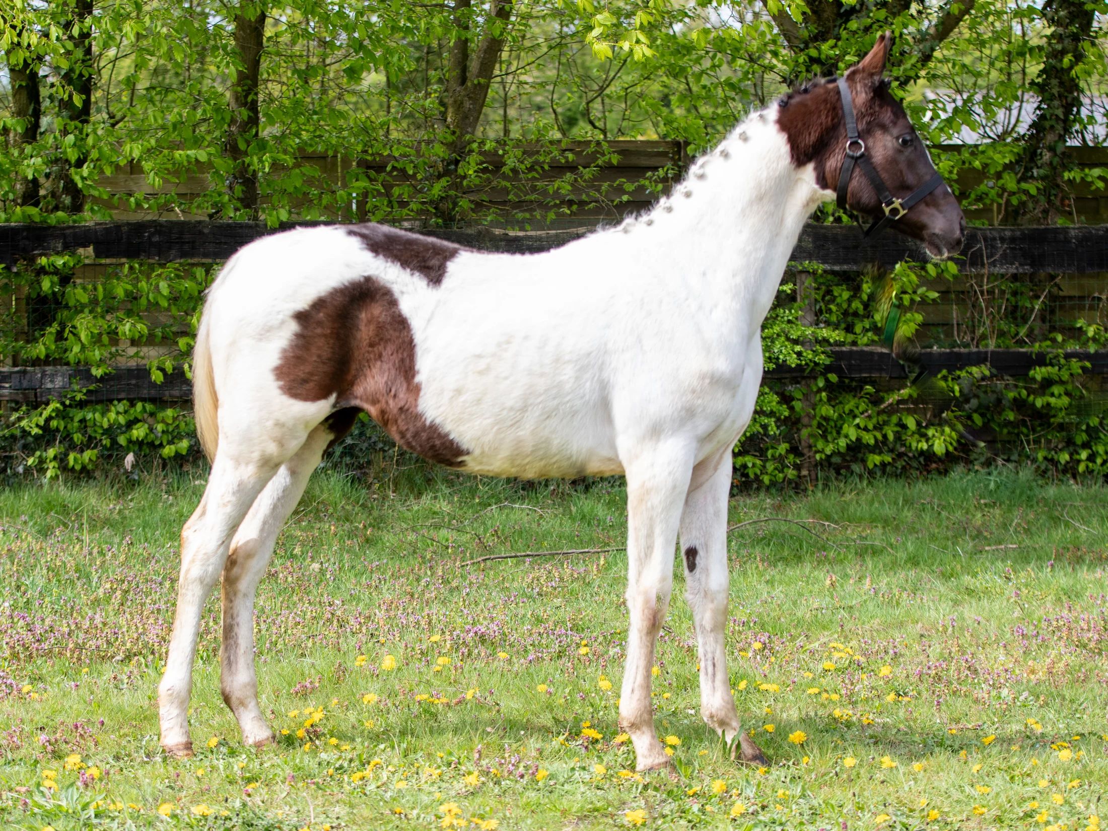 kwpn dressuurpaard merrie 1 歳 andere-kleur 売り出し中 - 写真 5