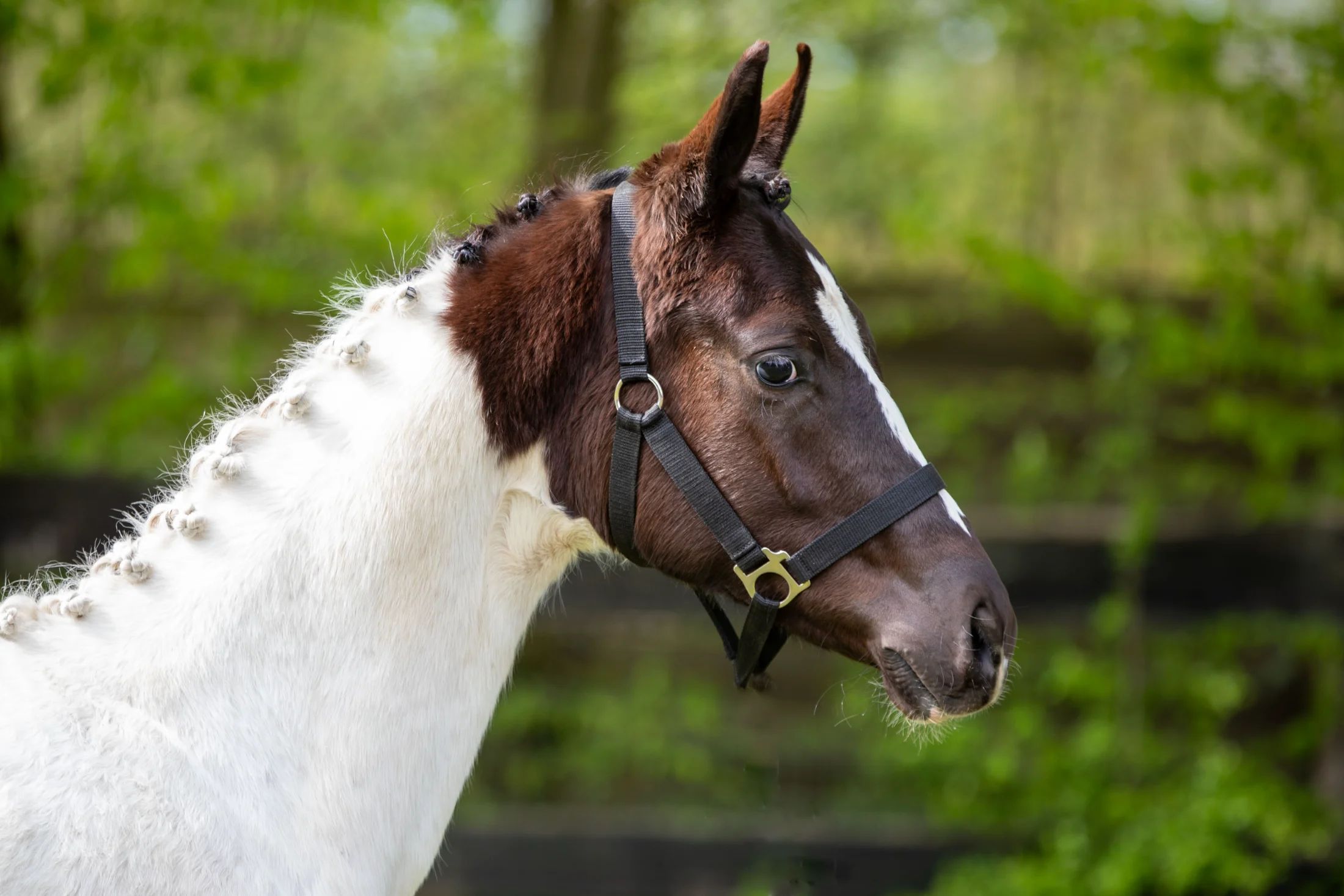 kwpn dressuurpaard merrie 1 歳 andere-kleur 売り出し中 - 写真 6