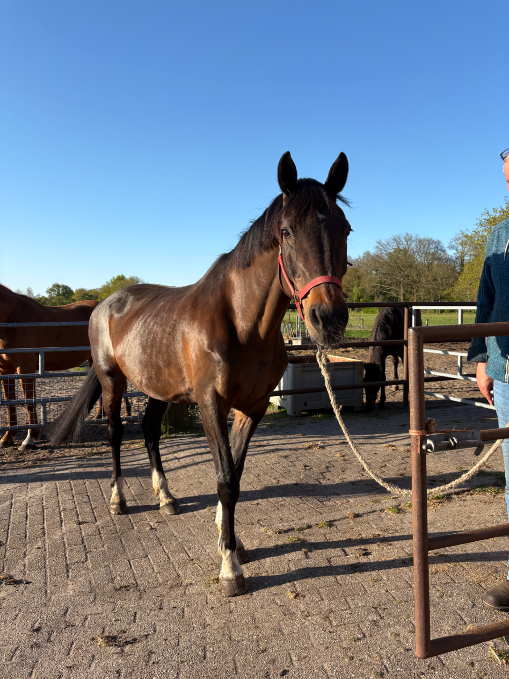 kwpn dressuurpaard merrie 23 years old bruin for sale - Photo 2