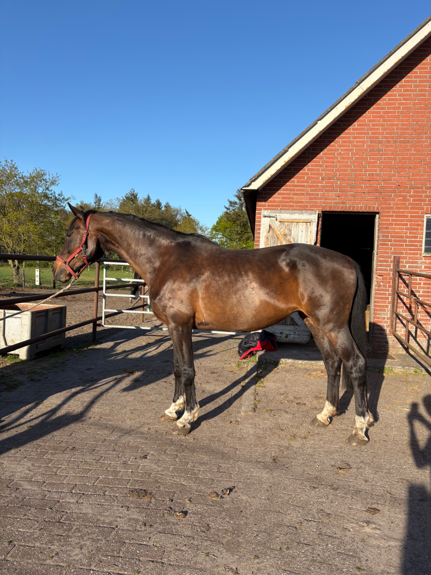 kwpn dressuurpaard merrie 23 years old bruin for sale - Main photo