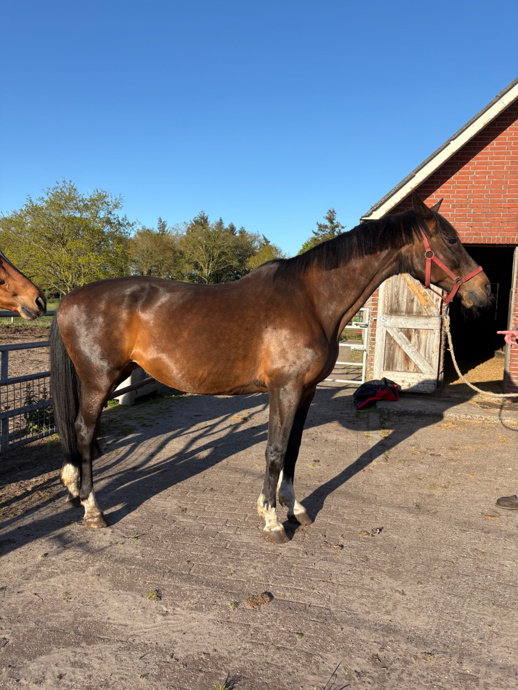kwpn dressuurpaard merrie 23 years old bruin for sale - Photo 3